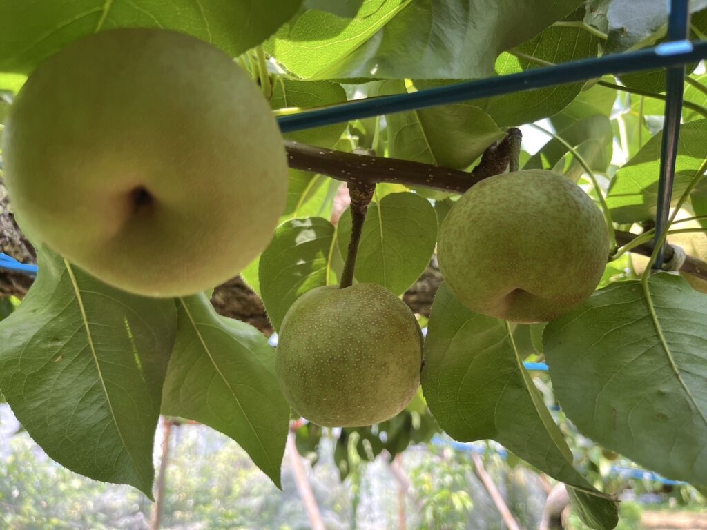 梨の実が大きく育ってきました！