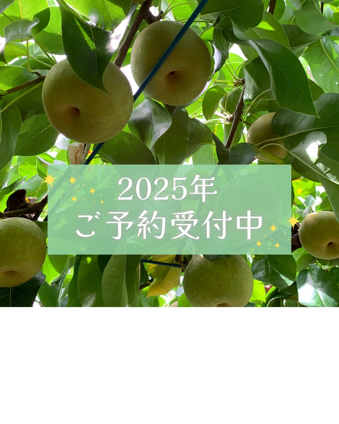 2025年梨のご予約受付開始のお知らせ