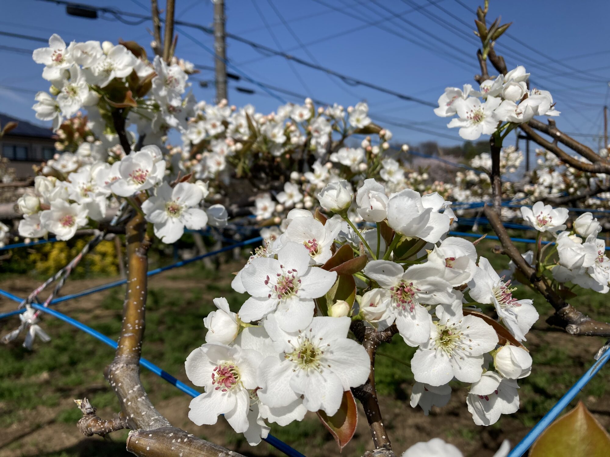 短期パート募集します！（4月～5月）