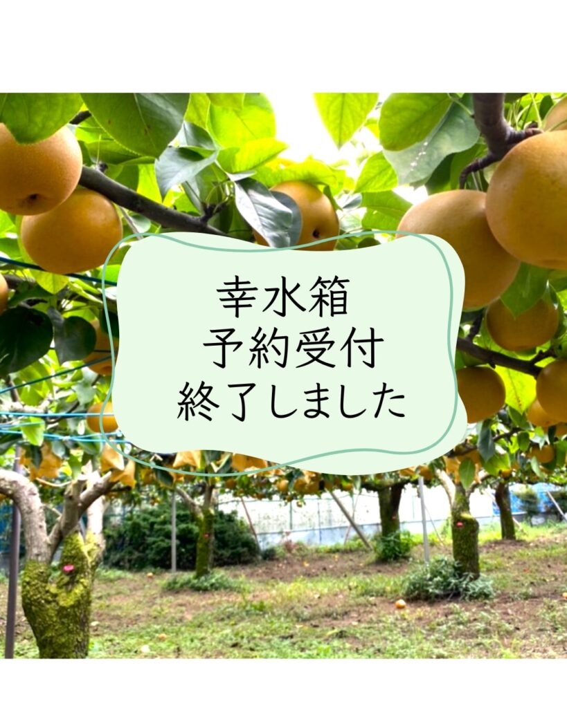幸水の贈答箱販売は終了します～m(__)m