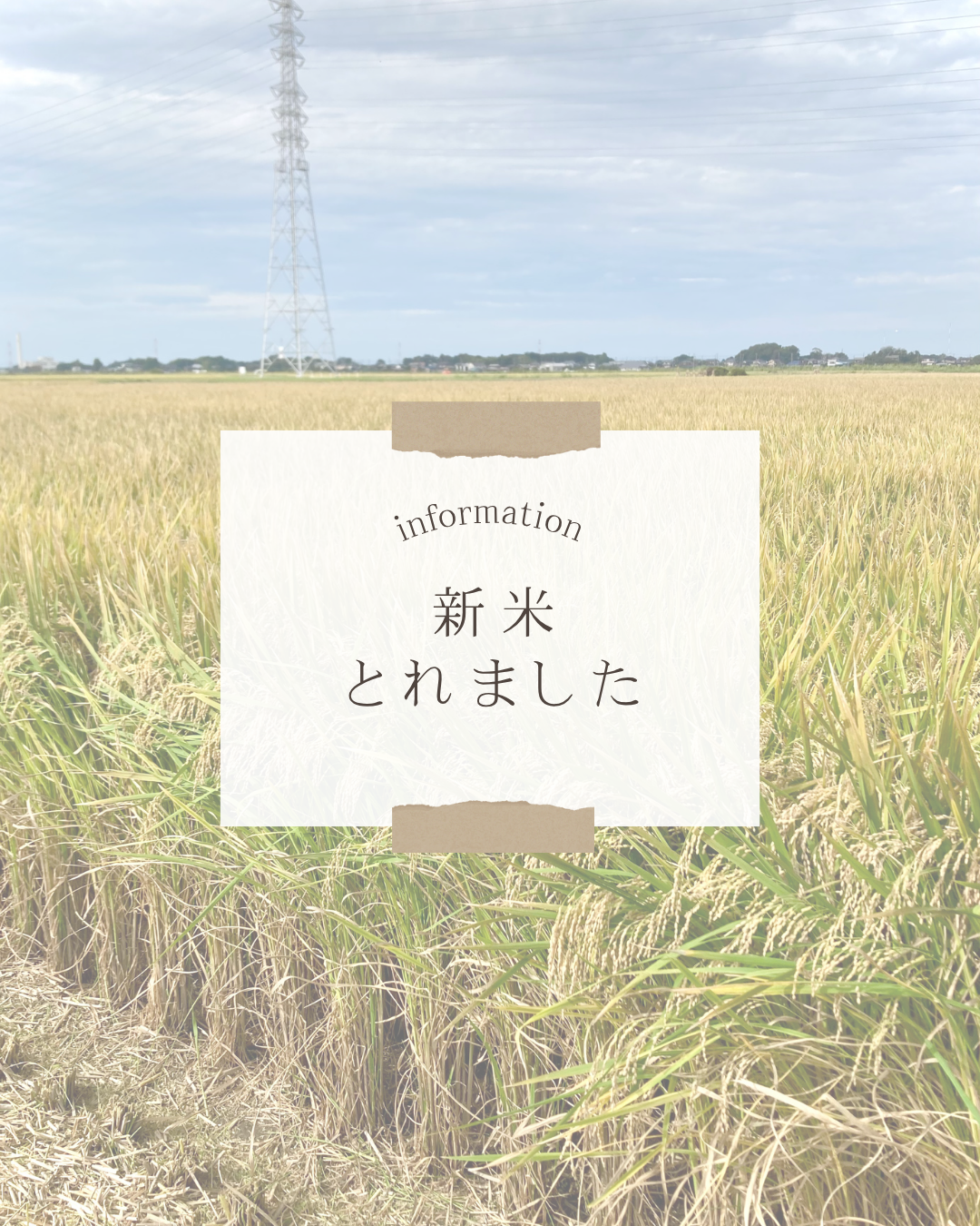 新米の販売を開始しました！